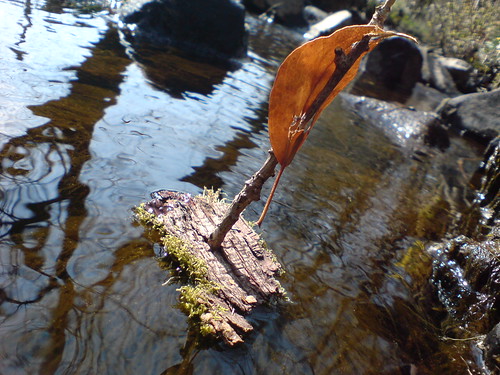 twig boat