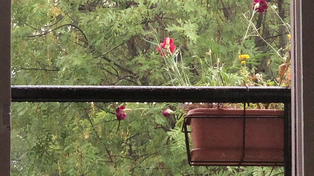 Beautiful rain