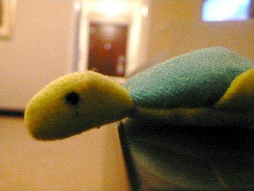 finger turtle