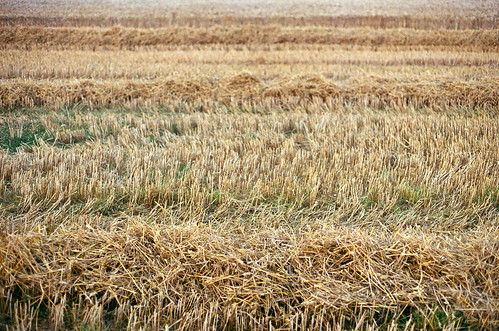 inspecting the harvest