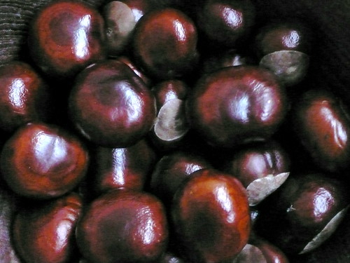 conkers