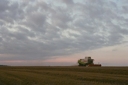 inspecting the harvest