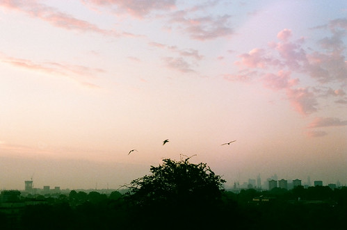 primrose hill