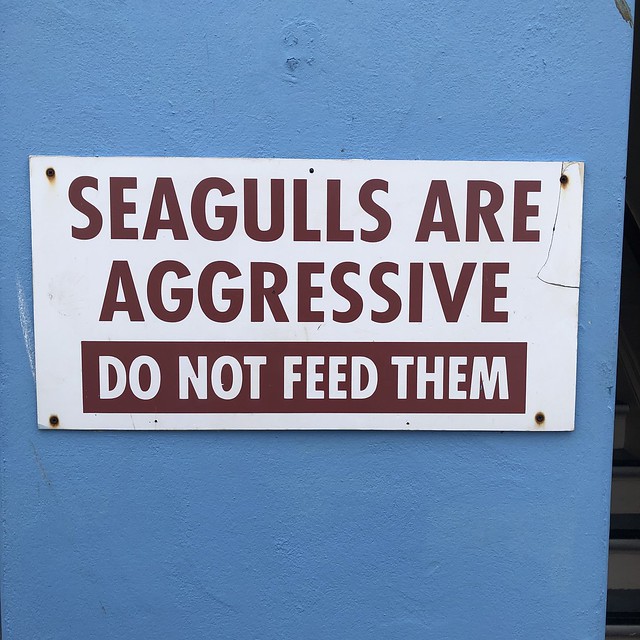 Seagulls