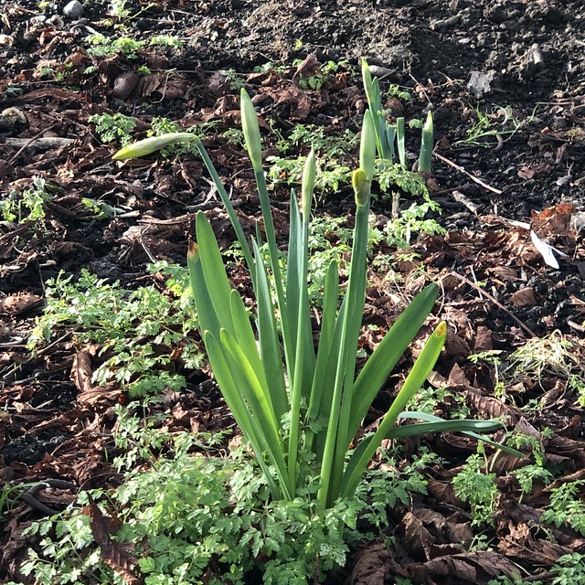 Green shoots