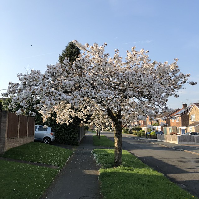Blossom