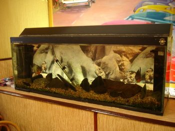 Fortes_fishtank