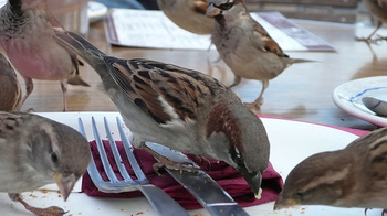 Birds