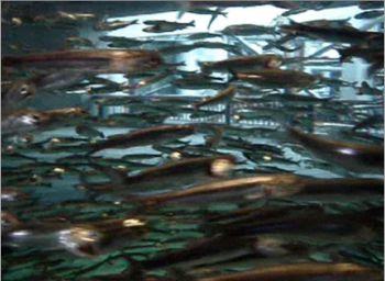 Anchovy