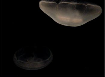 Bigjellyfish