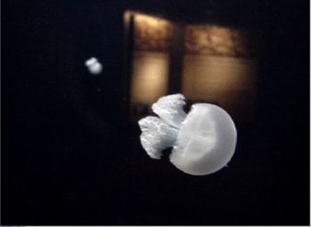 Little_jellyfish