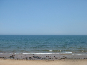 Pelamis_sea