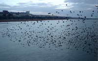 Starlings